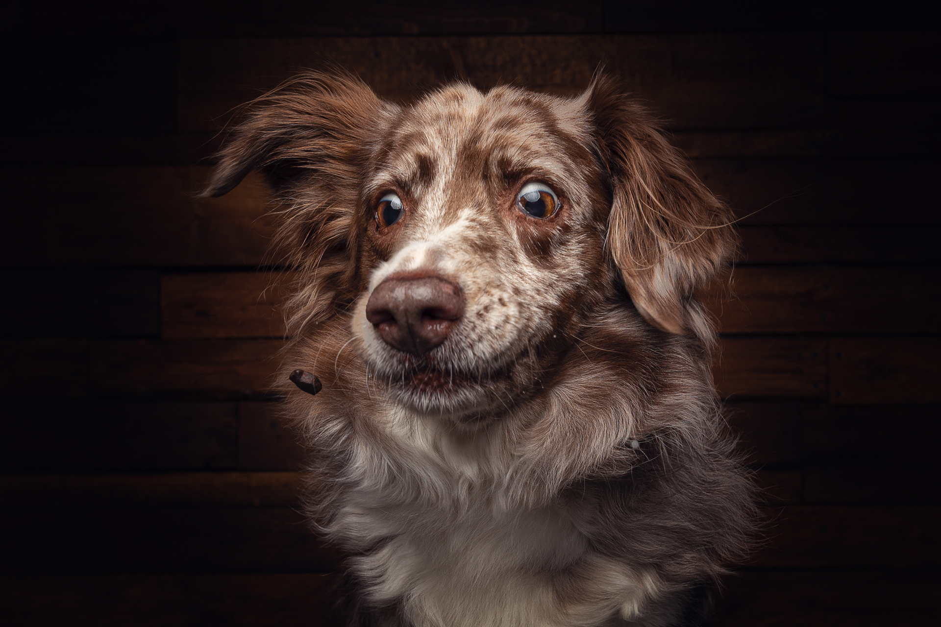 ThinkPawsitive Hundefoto Tipps und Tricks