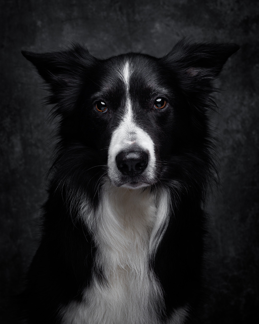 Thinkpawsitive Hundefotografie Tipps